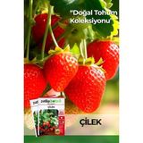 Patika Botanik 100 Adet Sarmaşık Çilek Tohumu - 1 Paket