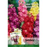 Patika Botanik 100 Adet Şebboy Çiçek Tohumu (Matthiola İncana)