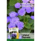 Patika Botanik 100 Adet Vapur Dumanı Çiçek Tohumu (Ageratum Houstonianum)
