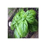 Patika Botanik 100 Adet Yeşil Fesleğen - Yeşil Reyhan (Ocimum Basilicum) Tohumu