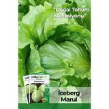 Patika Botanik 1000 Adet Göbek Iceberg Marul Tohumu - 1 Paket