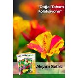 Patika Botanik 15 Adet Akşam Sefası Tohumu - 1 Paket