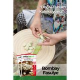 Patika Botanik 15 Adet Ata Tohumu Bombay Fasulye