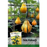 Patika Botanik 15 Adet Süs Kabağı Tohumu (Cucurbita P.)