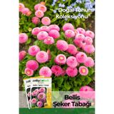 Patika Botanik 20 Adet Bellis - Şeker Tabağı Çiçek Tohumu (Bellis Perennis)