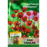 Patika Botanik 20 Adet Kan Damlası Çiçeği Tohumu (Adonis Aestvialis)