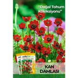 Patika Botanik 20 Adet Kan Damlası Çiçeği Tohumu