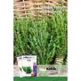 Patika Botanik 200 Adet Kekik Tohumu (Zahter) - 1 Paket