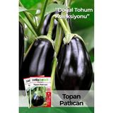 Patika Botanik 200 Adet Topan Patlıcan Tohumu - 1 Paket