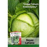 Patika Botanik 200 Adet Yerli Ata Beyaz Lahana Tohumu - 1 Paket