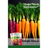 Patika Botanik 2500 Adet Yerli Ata Karışık Havuç Tohumu (Sarı,turuncu, Mor, Kırmızı) - 1 Paket