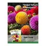 Patika Botanik 30 Adet Dahlia (Yıldız) Çiçek Tohumu (Dahlia Pinnata)