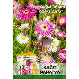Patika Botanik 30 Adet Kağıt Papatya Çiçek Tohumu (Helipterum Roseum Mixture)
