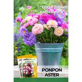 Patika Botanik 30 Adet Ponpon Aster Çiçek Tohumu (Callistephus Tall Pompon)