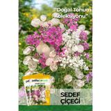 Patika Botanik 30 Adet SEDEF Çiçeği Tohumu (Lunaria Biennis)