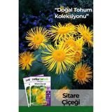 Patika Botanik 30 Adet Sitare Çiçeği Tohumu (Telekia Specios)