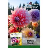 Patika Botanik 30 Adet Yıldız Dahlia Çiçek Tohumu Türkiye Menşeli Güçlü Özellikler - 1 Paket