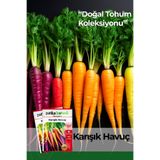 Patika Botanik 3000 Adet Karışık Havuç Tohumu (SARI,TURUNCU, MOR, KIRMIZI)