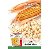 Patika Botanik 40 Adet Ata Tohumu Yerli Cin Mısır (Popcorn) - 1 Paket