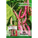 Patika Botanik 40 Adet Yerli Ata Sırık Barbunya Tohumu (Selim) - 1 Paket