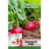 Patika Botanik 400 Adet Yerli Ata İri Kırmızı Turp Tohumu - 1 Paket