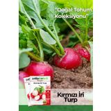 Patika Botanik 400 Adet Yerli Ata İri Kırmızı Turp Tohumu
