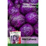 Patika Botanik 400 Adet Yerli Ata Kırmızı (Mor) Lahana Tohumu - 1 Paket