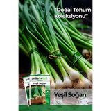 Patika Botanik 400 Adet Yerli Ata Yeşil Soğan Tohumu - 1 Paket