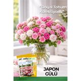 Patika Botanik 5 Adet Japon Gülü Çiçeği Tohumu