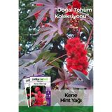 Patika Botanik 5 Adet Kene Çiçeği Tohumu (Ricinus Communis)