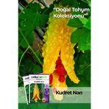 Patika Botanik 5 Adet Kudret Narı Tohumu (Momordica Charantia)