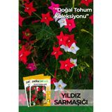 Patika Botanik 5 Adet Yıldız Sarmaşığı Çiçek Tohumu (Ipomoea Quamoclit)