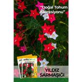 Patika Botanik 5 Adet Yıldız Sarmaşığı Çiçek Tohumu