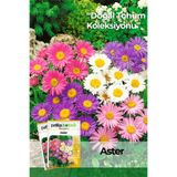 Patika Botanik 50 Adet Aster Çiçeği Tohumu (Callistephus)