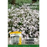 Patika Botanik 50 Adet Bebek Nefesi Çiçek Tohumu