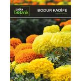 Patika Botanik 50 Adet Bodur Kadife Çiçek Tohumu (Tagetes L.)