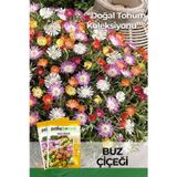 Patika Botanik 50 Adet Buz Çiçeği Tohumu