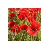 Patika Botanik 50 Adet Gelincik Çiçek Tohumu ( Papaver Rhoeas)