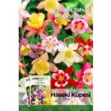 Patika Botanik 50 Adet Haseki Küpesi Çiçek Tohumu (Aquilegia Vulgaris)