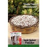Patika Botanik 50 Adet İspir Şeker Fasulye Tohumu