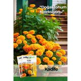 Patika Botanik 50 Adet Kadife Çiçek Tohumu (Tagetes Erecta)