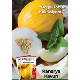 Patika Botanik 50 Adet Kanarya Kavun Tohumu