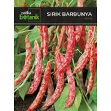 Patika Botanik 50 Adet Sırık Barbunya Tohumu (Selim)