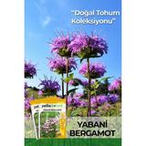 Patika Botanik 50 Adet Yabani Bergamot Çiçek Tohumu - 1 Paket