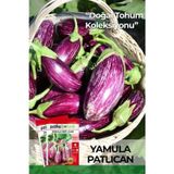 Patika Botanik 50 Adet Yamula Patlıcan Tohumu