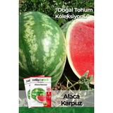 Patika Botanik 75 adet Yerli Ata Alaca Karpuz Tohumu