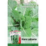 Patika Botanik 750 Adet Yerli Ata Kara (Yaprak) Lahana Tohumu - 1 Paket