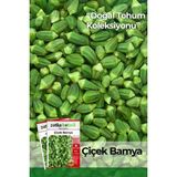 Patika Botanik 80 Adet Yerli Ata Çiçek Bamya Tohumu - 1 Paket