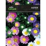 Patika Botanik Aster Çiçeği Tohumu 50 Adet