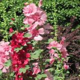 Patika Botanik Hatim Çiçeği (alcea Rosea) Çiçek Tohumu 50 Adet